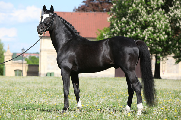 KWPN (Holandský teplokrevník) 1346 ESPRIT ROYAL