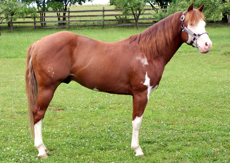 American paint horse LIL SMOKIN GUN