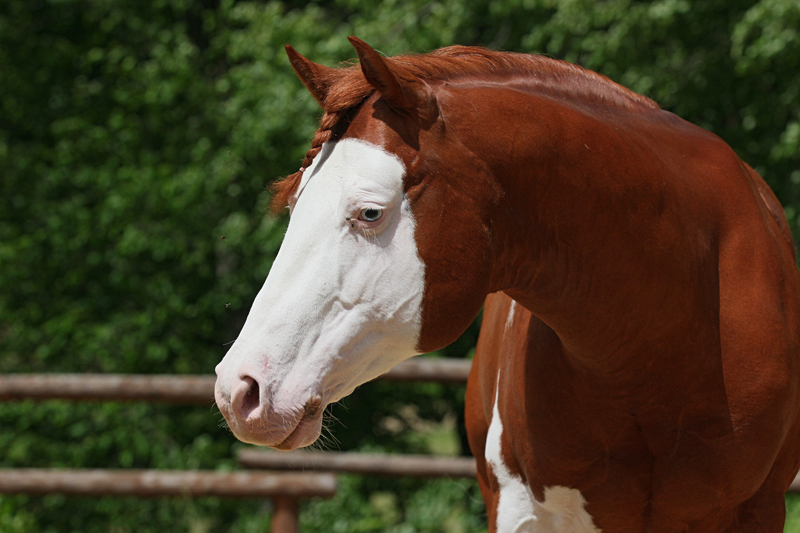 American paint horse LIL SMOKIN GUN
