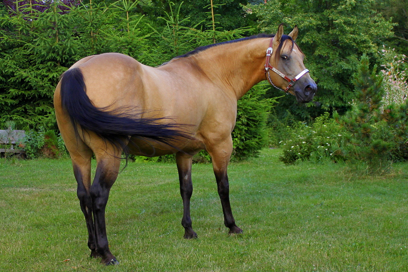 Quarter Horse TARIS QUO VADIS