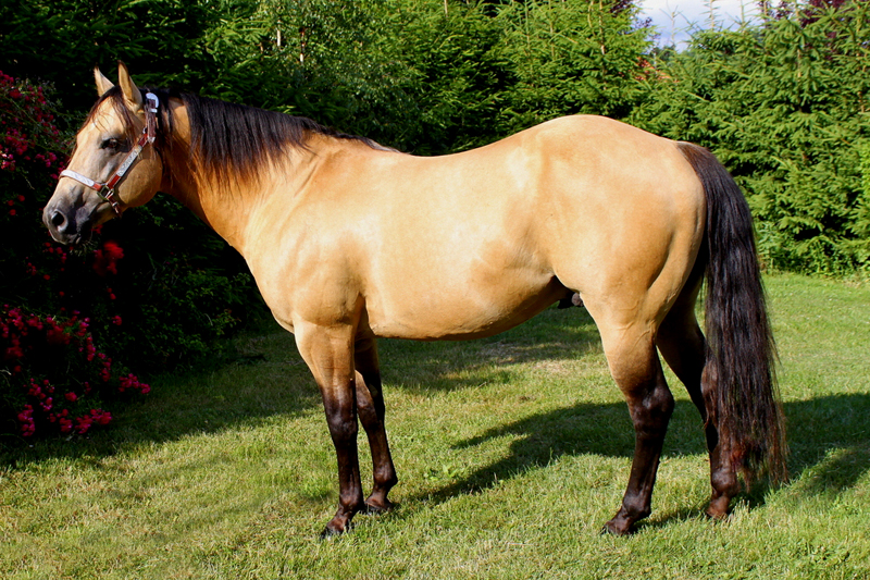 Quarter Horse TARIS QUO VADIS