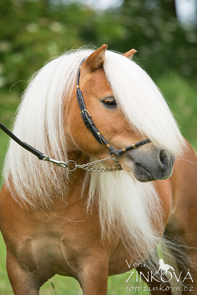 Shetlandský pony LOCKSLEY PERMONÍK