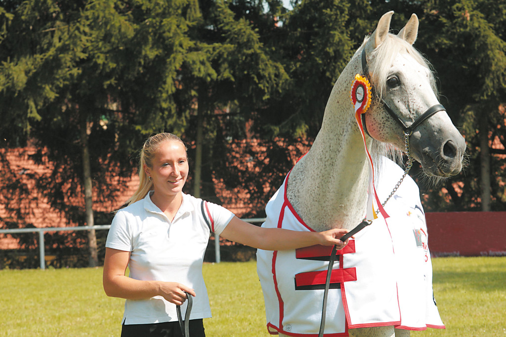 Veřejnost rozhodla jednoznačně, pro ní byl bez diskusí Nejkrásnějším,koněm České republiky (2014) bělouš Fusilero III Foto Lucie Hladová