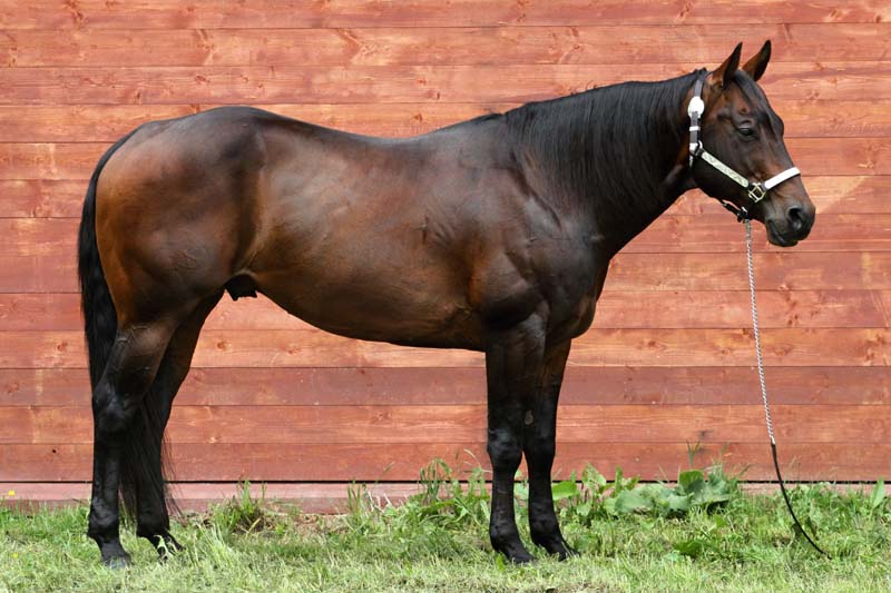 QUARTER HORSE AP ROYAL BAR