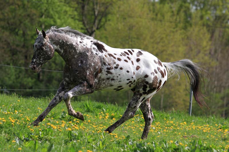 Appaloosa IMA LEGAL IMPACK